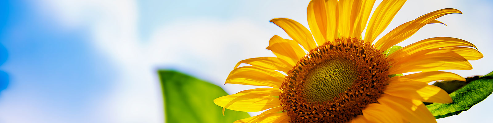 hero_admissions_sunflower_1600x400.jpg Sunflower with blue skies background