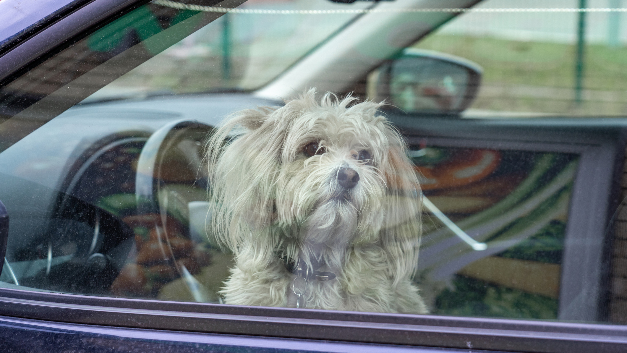 Small white dog looking out side of a window inside a closed hot car