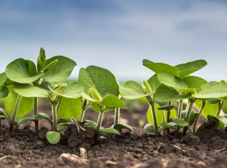 field of green leaves growing from ground in microfarm