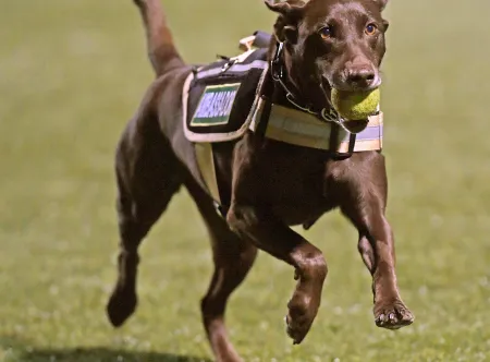 Ginger running with a ball in her mouth