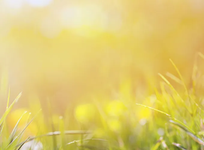 grass with early morning dew