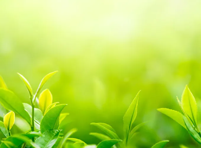 green leaves