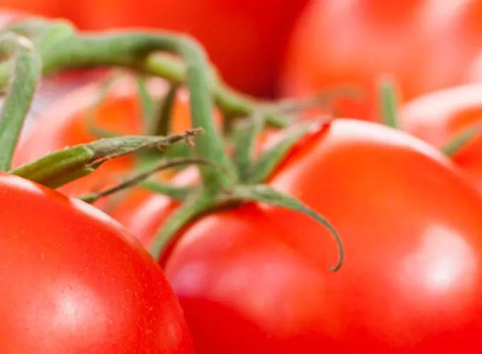ripe red tomatoes on the vine