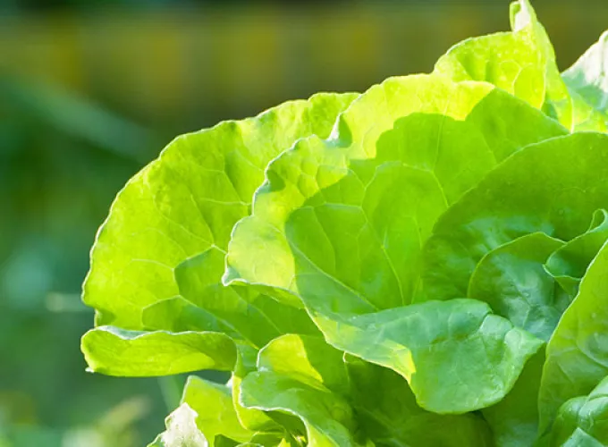 hands holding freshly picked lettuce from microfarm