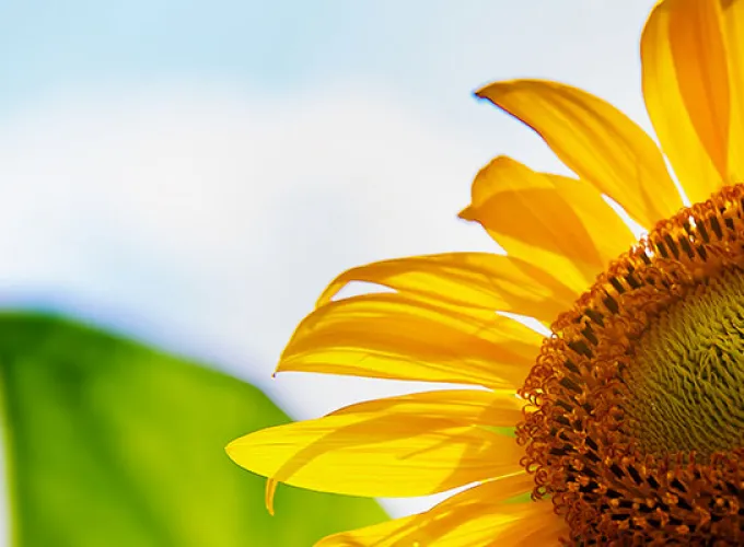 Sunflower with blue skies background
