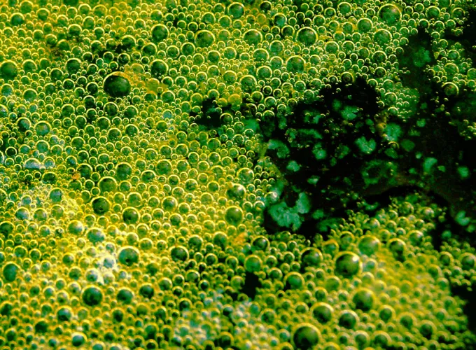 Green fermentation bubbles