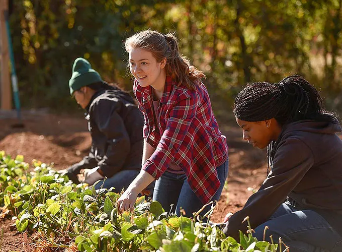 students kneeling and weeding at the campus microfarm