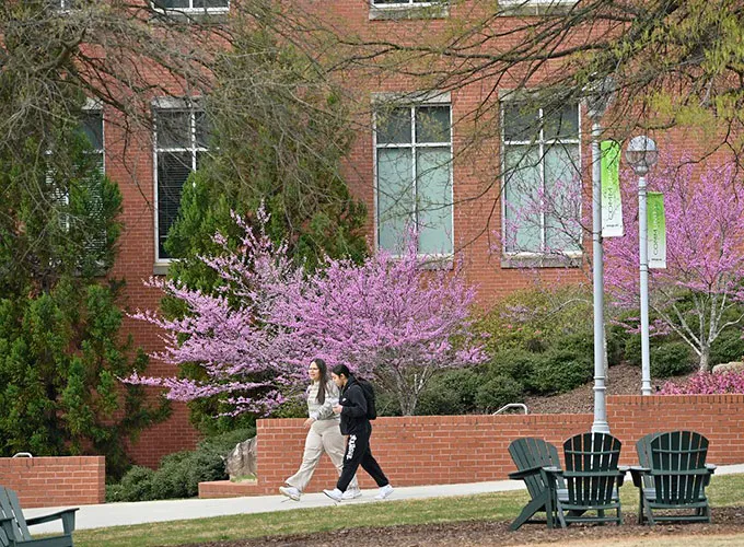 students walking near Adirondack chairs near spring blossoming trees