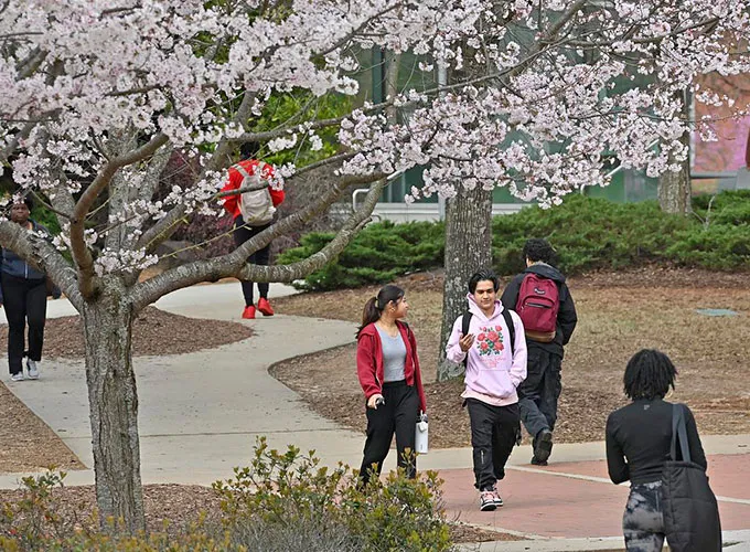 students walking outdoors under spring blossoming trees