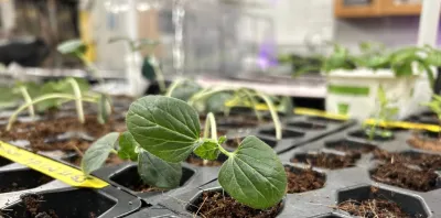 Bloomed seedlings in plastic, black pots
