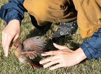 student releasing cardinal after banding for study