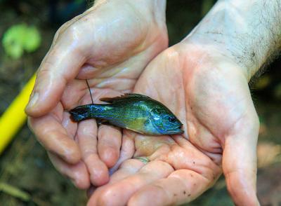 Student displaying a small fish for study